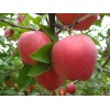 山东红富士苹果价格 红富士苹果网价格颜色加工